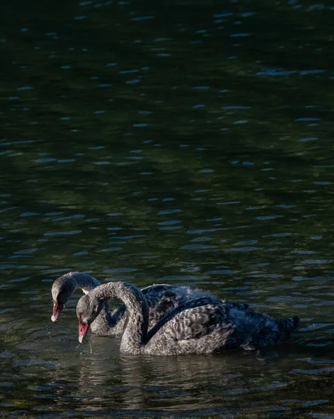Juvenile Black Swan Cygnus Atratus New Zealand — Stok Foto