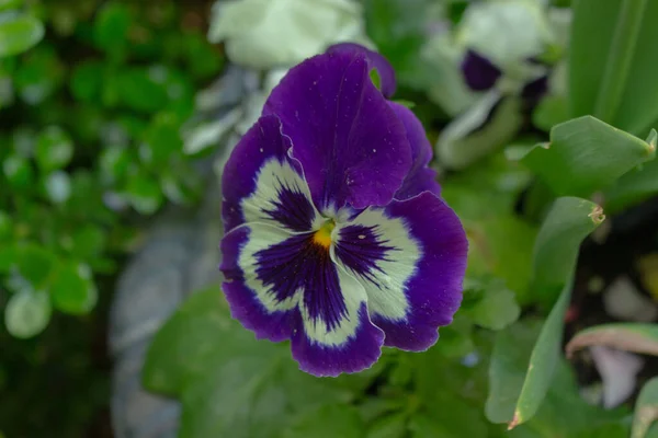 Closeup Shot Some Flowers Garden Day — Stock Photo, Image