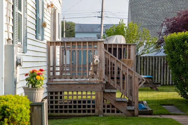 Cute Brown Domestic Dog Looking Viewer Outdoor Wooden Stair Fence — Stock Photo, Image