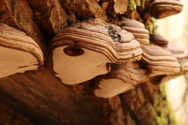 Tiro Close Alguns Cogumelos Uma Árvore Uma Floresta — Fotografia de Stock
