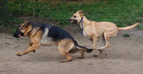 Una Raza Diferente Perros Jugando Entre Parque — Foto de Stock