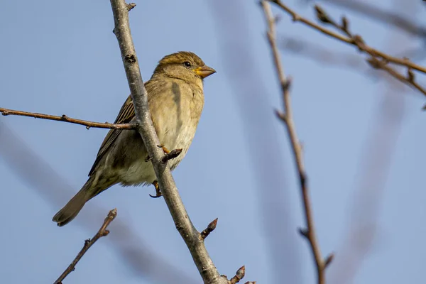 Closeup Shot Brown Sparrow Perching Tree Branch — Foto Stock