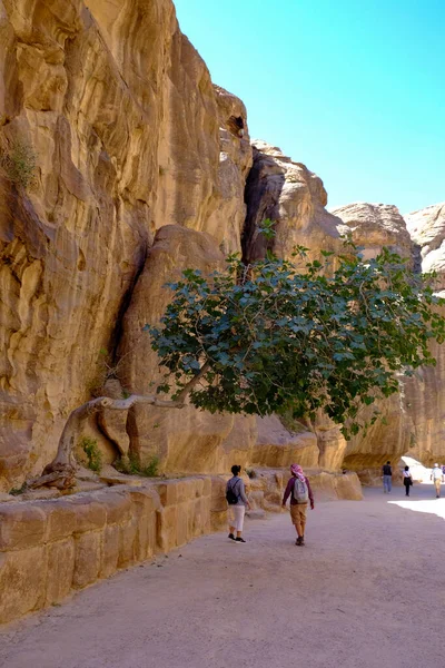 Turistas Visitando Petra Haciendo Descanso Debajo Pintoresco Árbol Jordania —  Fotos de Stock