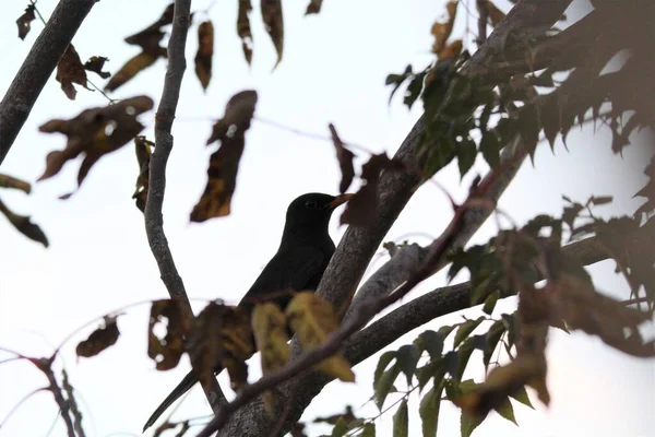 Ein Vogel Thront Auf Einem Baum — Stockfoto