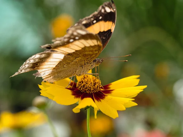 Bulanık Bir Arkaplanda Güzel Sarı Bir Çiçeğin Üzerindeki Bir Kelebeğin — Stok fotoğraf