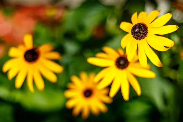 Primer Plano Una Susan Ojos Negros Amarillos Jardín Sobre Fondo —  Fotos de Stock