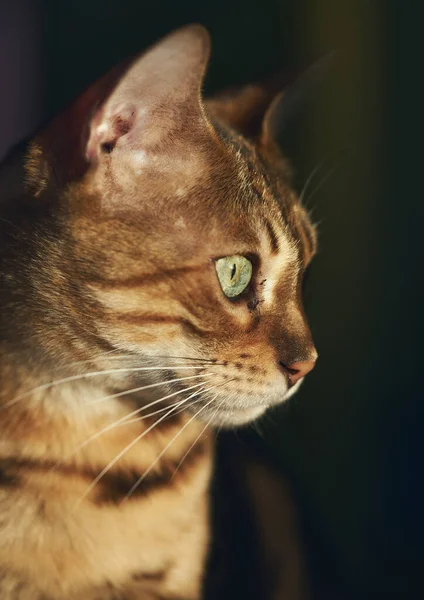 Een Verticaal Shot Van Een Tabby Kat Met Groene Ogen — Stockfoto