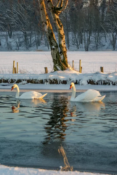 Kışın Gölde Zarif Beyaz Kuğular — Stok fotoğraf