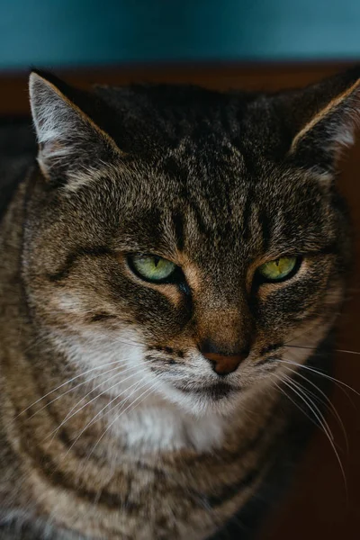 一只有着美丽眼睛的猫的特写 — 图库照片