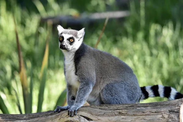 Closeup Ring Tailed Lemur Wood — Stock Photo, Image