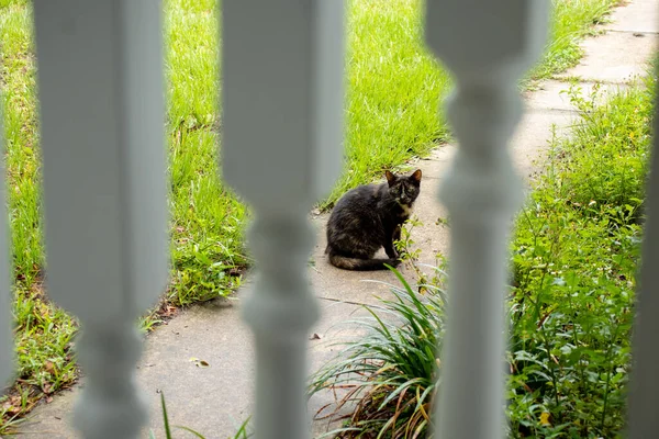 Θέα Της Μαύρης Γάτας Που Κάθεται Στο Έδαφος Πίσω Από — Φωτογραφία Αρχείου