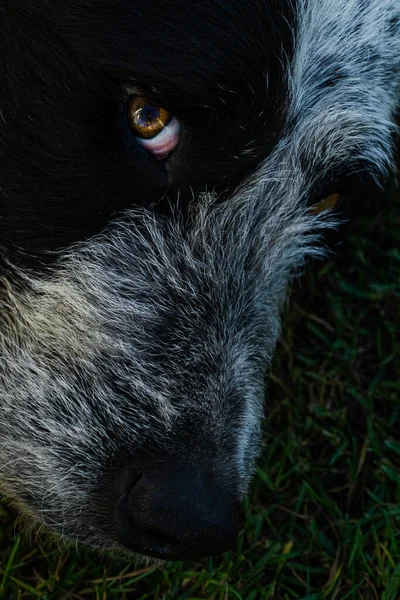 Een Close Van Een Schattige Hond Het Gras — Stockfoto