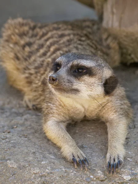 Gros Plan Suricate Pelucheux Reposant Sur Sol — Photo