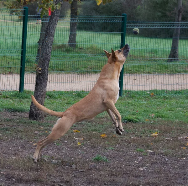 Pies Skaczący Próbujący Złapać Małą Piłkę Parku — Zdjęcie stockowe