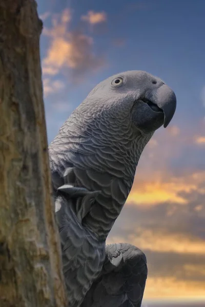 Vertical Shot Parrot Cloudy Skies Background — Stock Photo, Image