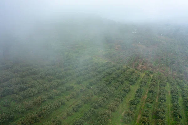 Uma Vista Aérea Campo Com Árvores Uma Névoa — Fotografia de Stock