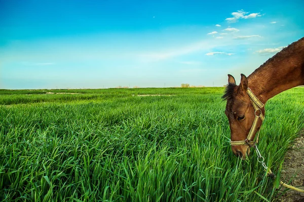 Primo Piano Cavallo Erba Fattoria — Foto Stock