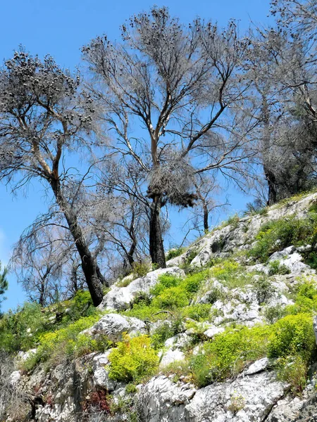 Closeup Árvores Velhas Uma Colina Verde Branca — Fotografia de Stock