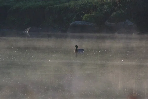 Duck Water Surface — Stockfoto