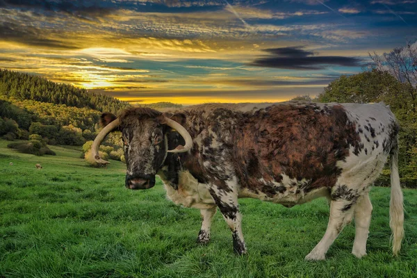 夕暮れ時に森と空の美しい背景を持つフィールドに立つ英語のロングホーン牛 — ストック写真