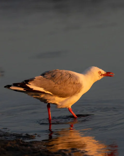 Die Rotschnabelmöwe Einst Als Makrelenmöwe Bekannt Neuseeland — Stockfoto