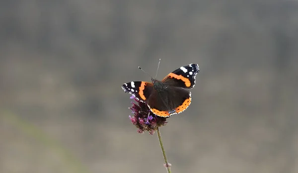 Eine Nahaufnahme Eines Roten Admiral Schmetterlings Der Auf Der Blume — Stockfoto