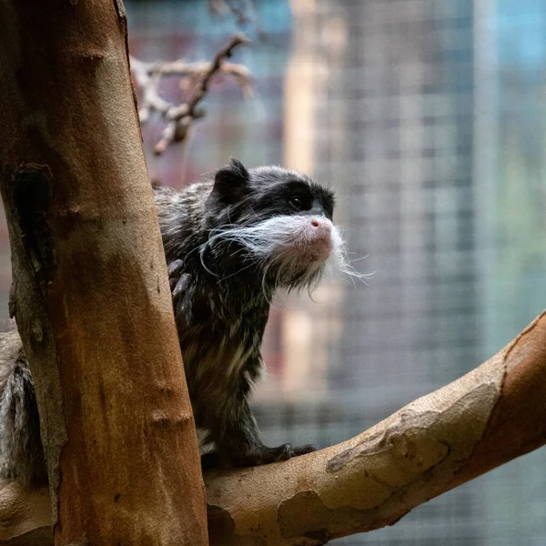 Primer Plano Emperador Tamarin Sentado Una Rama Árbol Zoológico —  Fotos de Stock