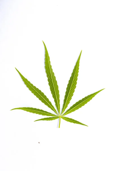 Eine Nahaufnahme Eines Cannabis Blattes Auf Weißem Hintergrund — Stockfoto