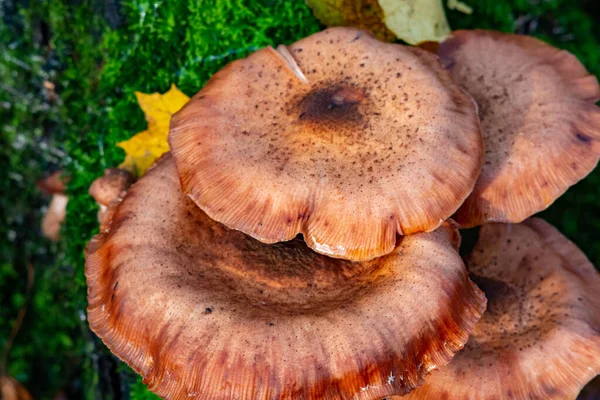 Ένα Κοντινό Πλάνο Του Armillaria Ostoyae Μύκητες Στο Πράσινο Γρασίδι — Φωτογραφία Αρχείου