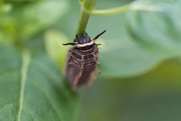 Nahaufnahme Einer Raupe Die Sich Auf Einem Pflanzenstamm Bewegt — Stockfoto