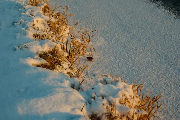 Een Close Van Besneeuwde Grond Droog Gras — Stockfoto