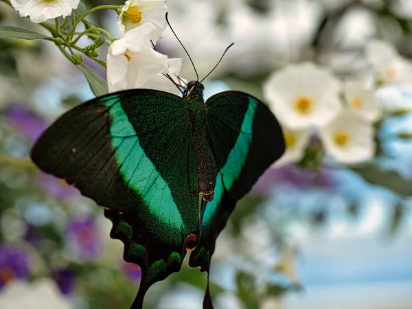 Macro Shot Black Green Butterfly Isolated Blurry Background — Stock Photo, Image