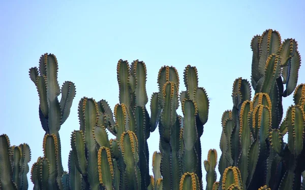 Uma Vista Cactus Planta Contra Céu Azul Dia Ensolarado Parque — Fotografia de Stock