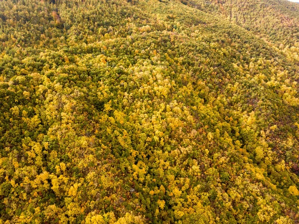Une Vue Drone Des Forêts Automne Lumineuses Bulgarie — Photo