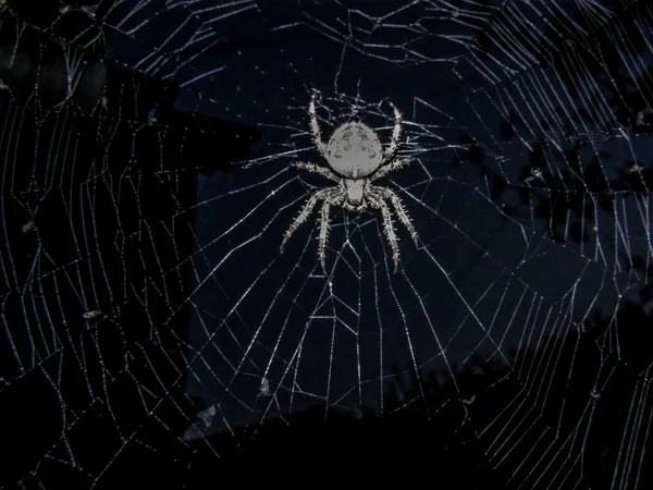 一张美丽的欧洲花园蜘蛛的照片 它的大网子在灯光下环绕着 — 图库照片