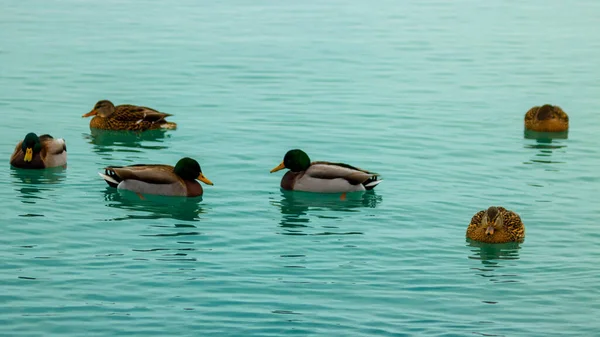 Sakin Bir Gölde Yüzen Bir Ördek Sürüsü — Stok fotoğraf