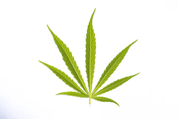 Close Uma Folha Cannabis Verde Isolado Fundo Branco — Fotografia de Stock