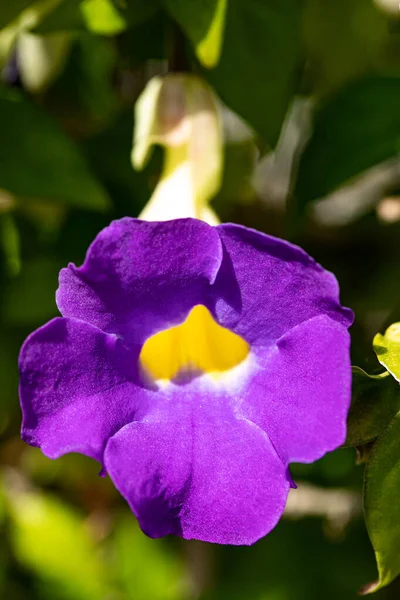 Nahaufnahme Eines Violetten Thunbergia — Stockfoto