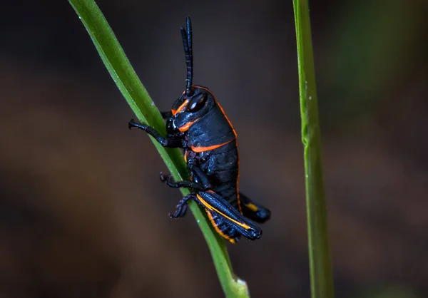 Een Closeup Van Een Florida Lubber Sprinkhaan Nimf Etappe — Stockfoto