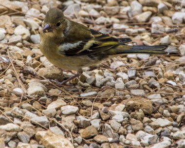 Küçük kayalık taşlarla bir yere savrulan sıradan bir papatya santiminin yakın çekimi.