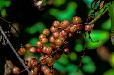Ağaçtaki Maianthemum racemosum meyveleri