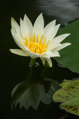 Göldeki güzel bir nilüfer çiçeğinin dikey yakın çekimi.