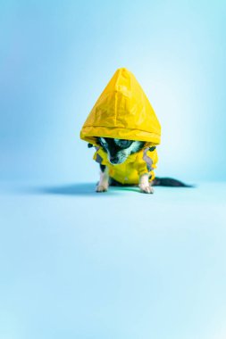 Açık mavi arka planda oturan sarı ceketli şirin siyah bir Chihuahua 'nın dikey yakın çekimi..