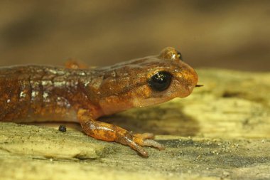 California 'lı bir Ensatina eschscholtzii semenderi, ormanda bir ağaçta oturuyor.
