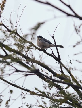 Bir dalda oturan küçük bir serçenin dikey görüntüsü..
