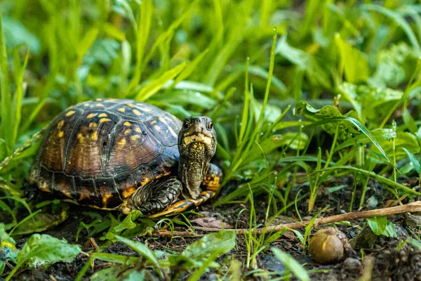 Primer Plano Una Tortuga Hierba —  Fotos de Stock