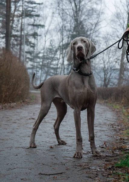 Vertical Shot Weimaraner Dog Leash Park — Stock Photo, Image