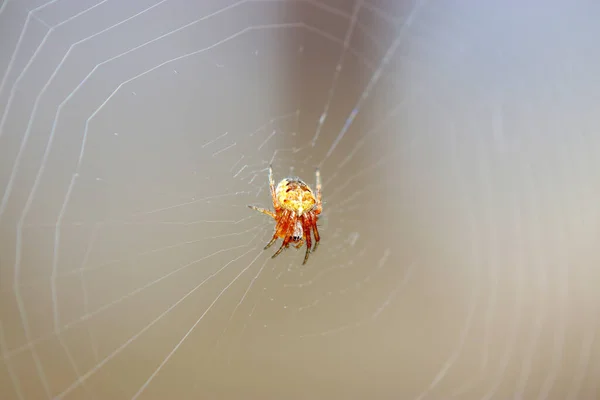 Detailní Záběr Mramorovaného Pavouka Pavučině Čekajícího Kořist — Stock fotografie