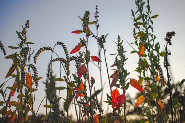 Selective Focus Weeds Growing Field Gyor Hungary — Stock Photo, Image
