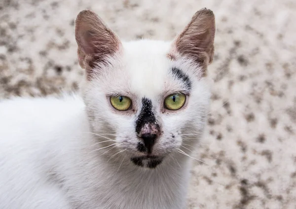 Porträt Einer Weißen Katze Mit Schwarzen Flecken Auf Der Nase — Stockfoto